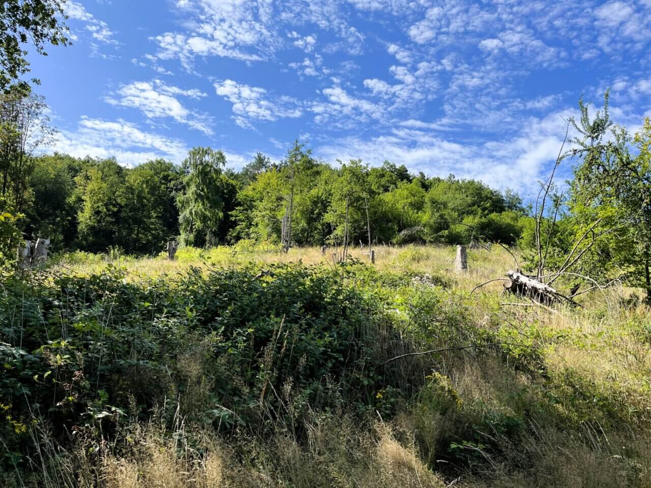 Aufforstungsfläche in Reichenbach-Steegen