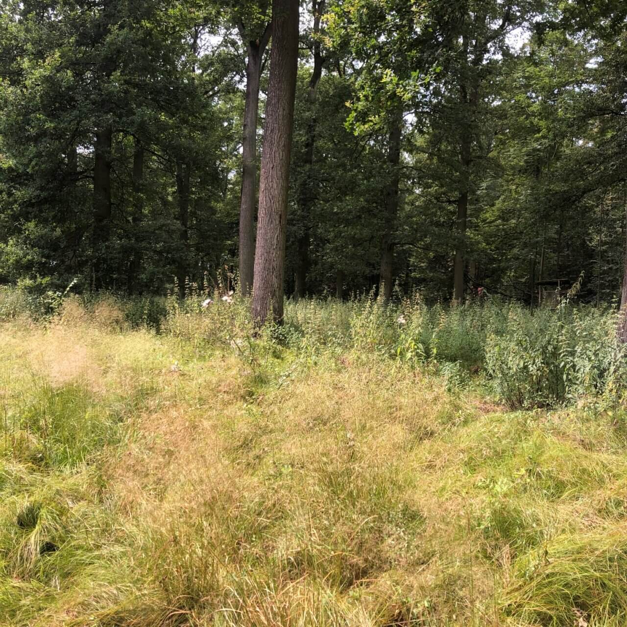 Langenselbold - der Gebrüder Weiss-Wald