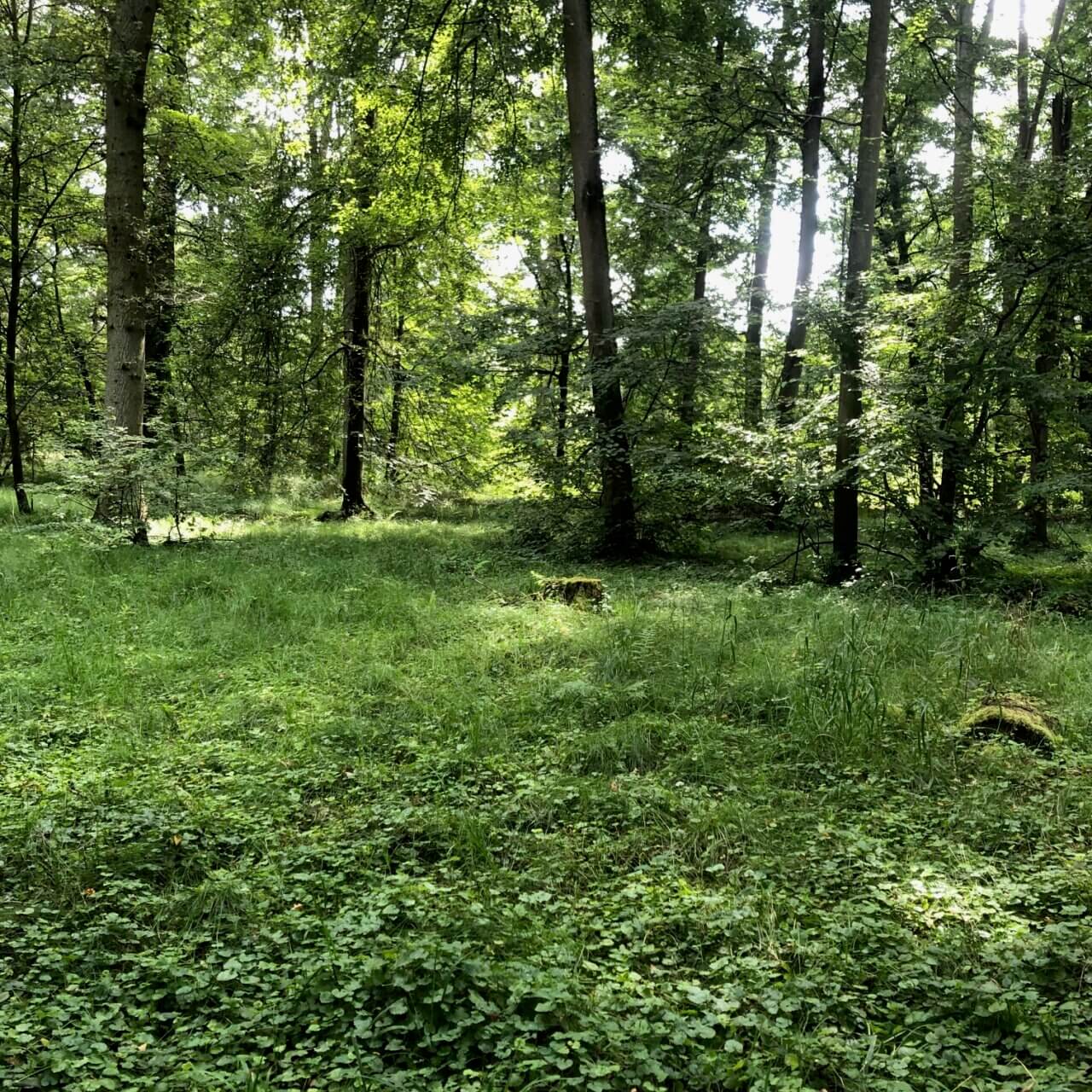 Langenselbold - der Gebrüder Weiss-Wald