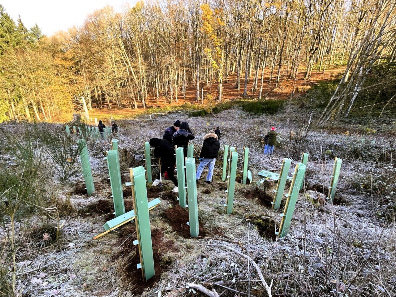 Braune Tupfer im Raureif 