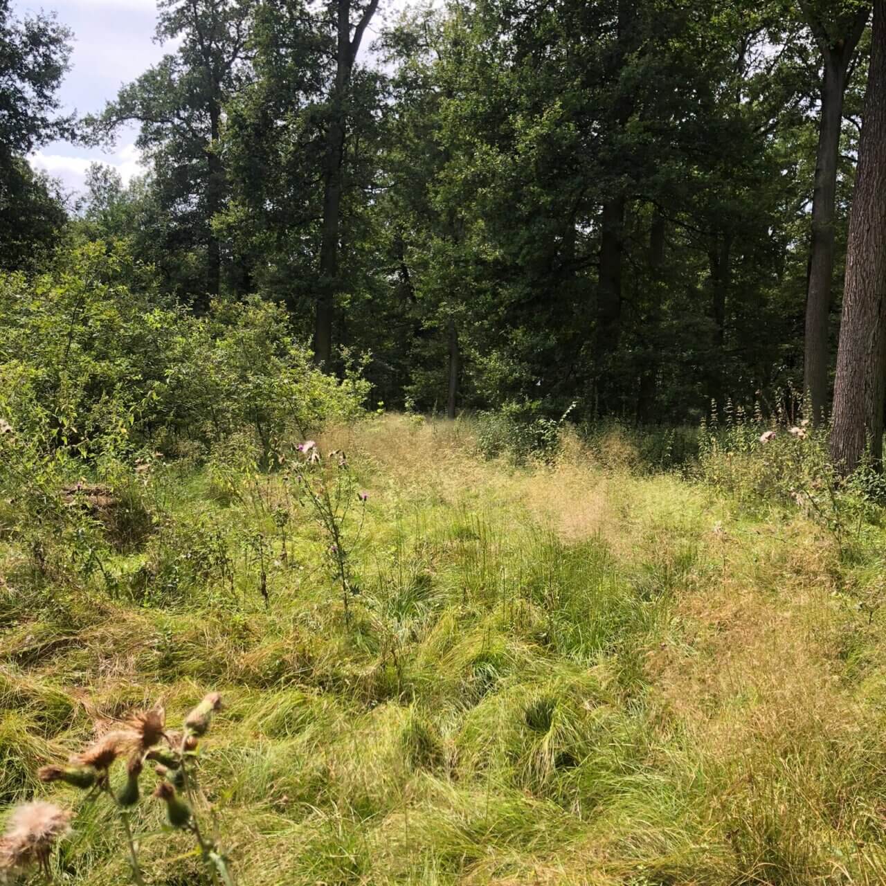 Langenselbold - der Gebrüder Weiss-Wald