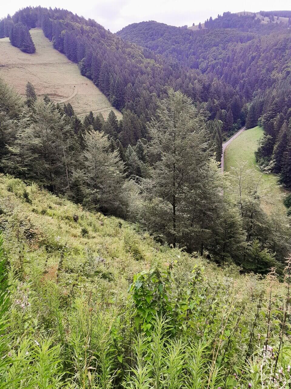 Münstertal
