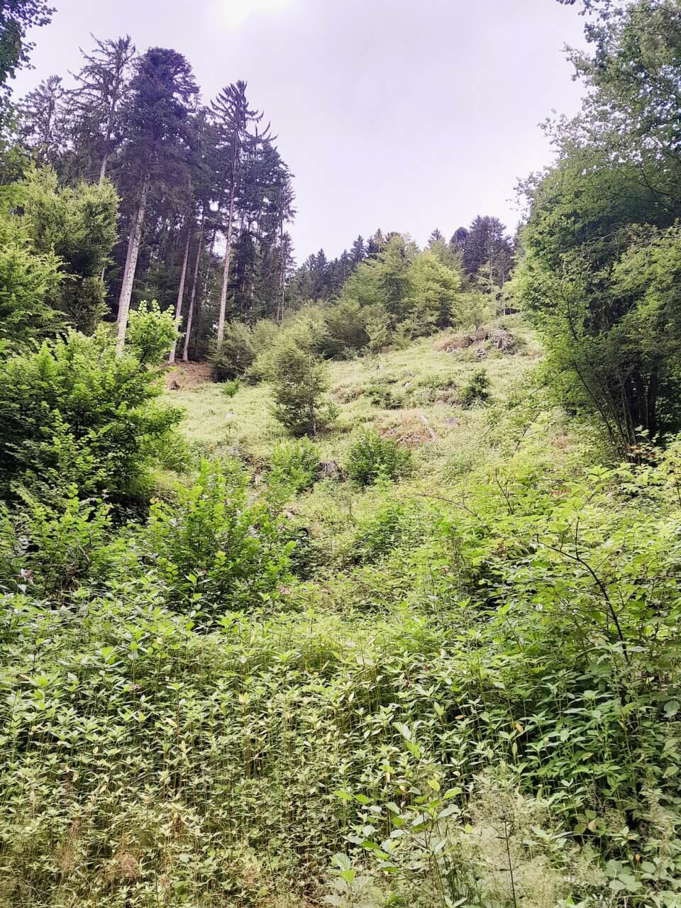 Münstertal