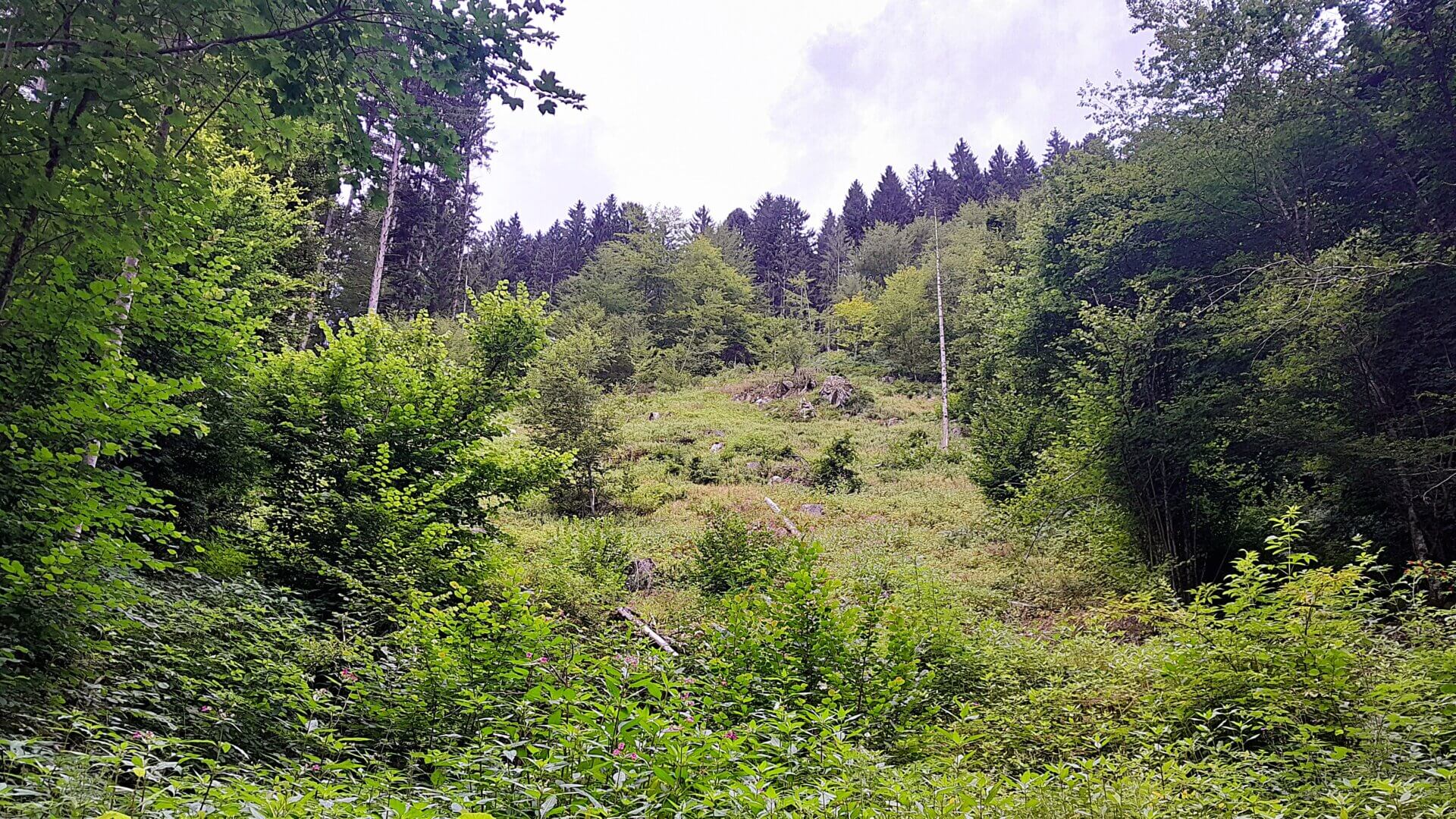Münstertal