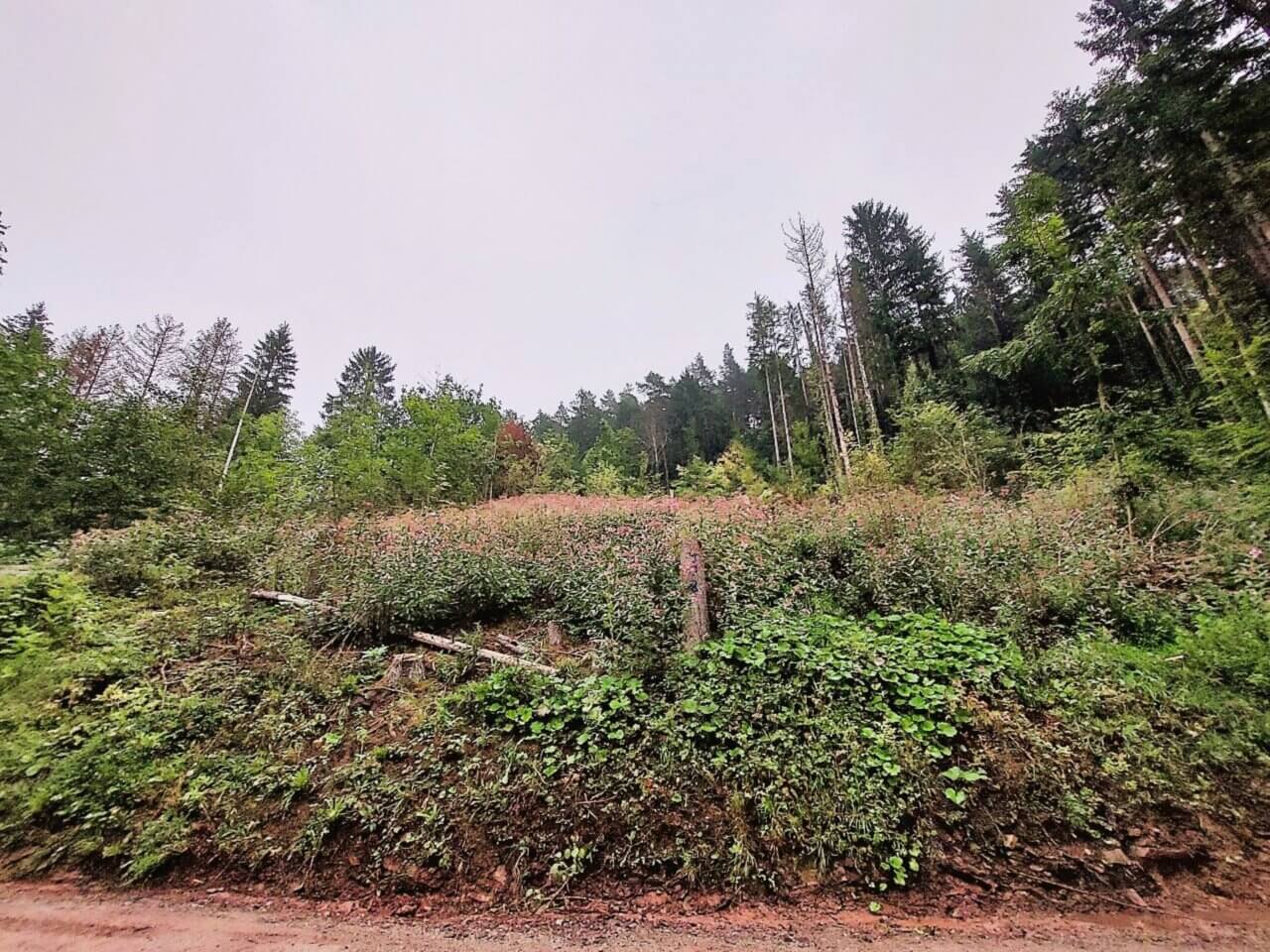 Nagold-Emmingen