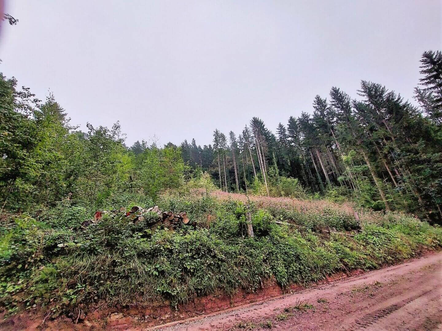 Nagold-Emmingen