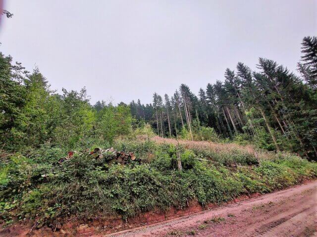 Nagold-Emmingen