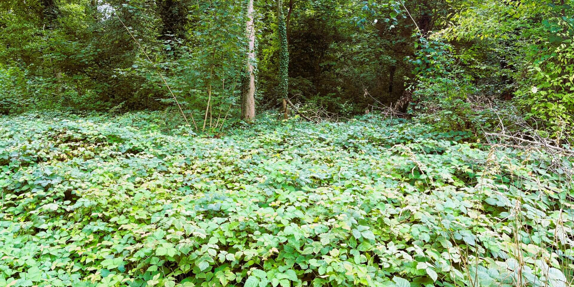 Karlsruhe - Vockenau