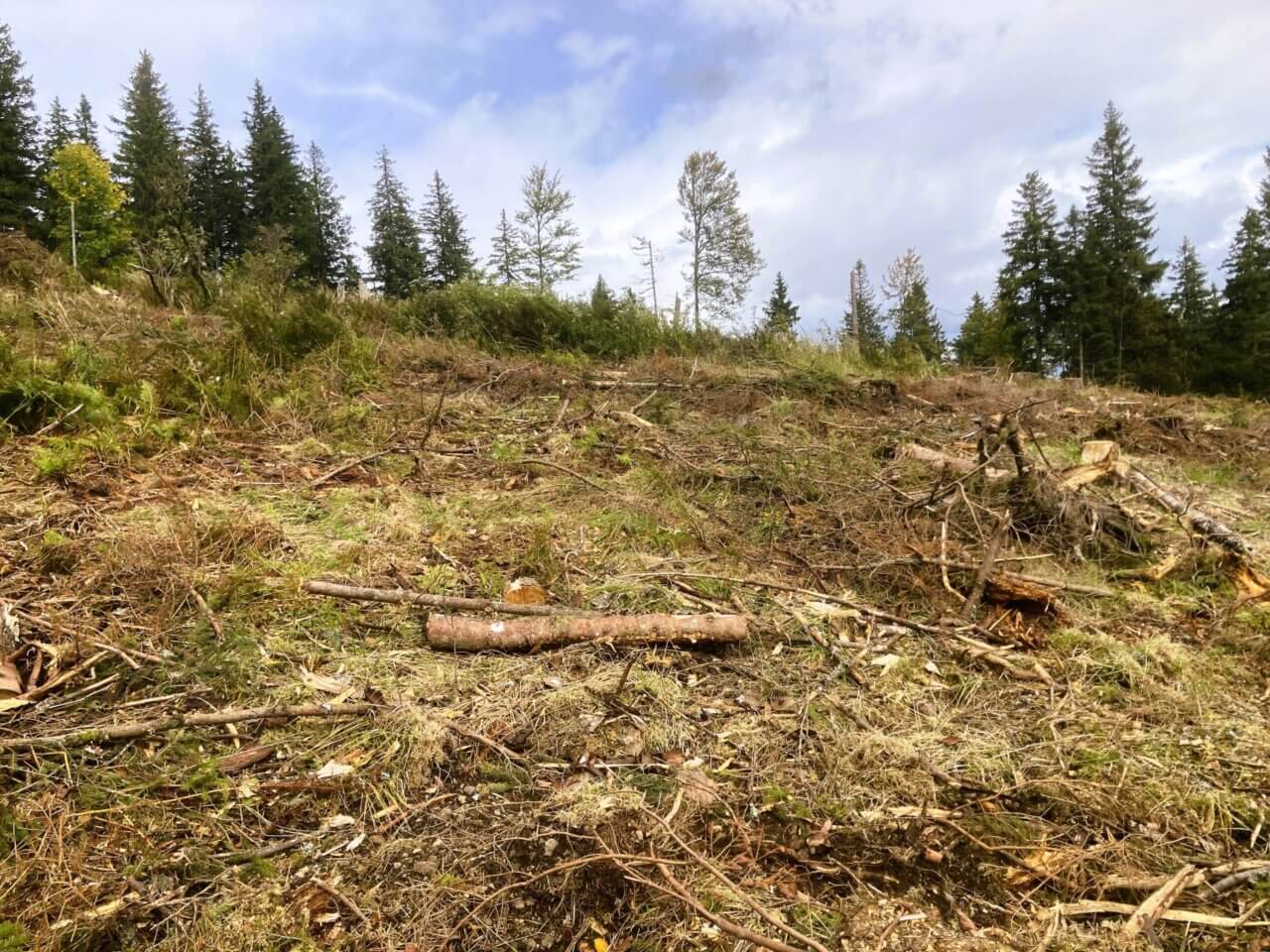 Oberried / Erlenbacher Höhe