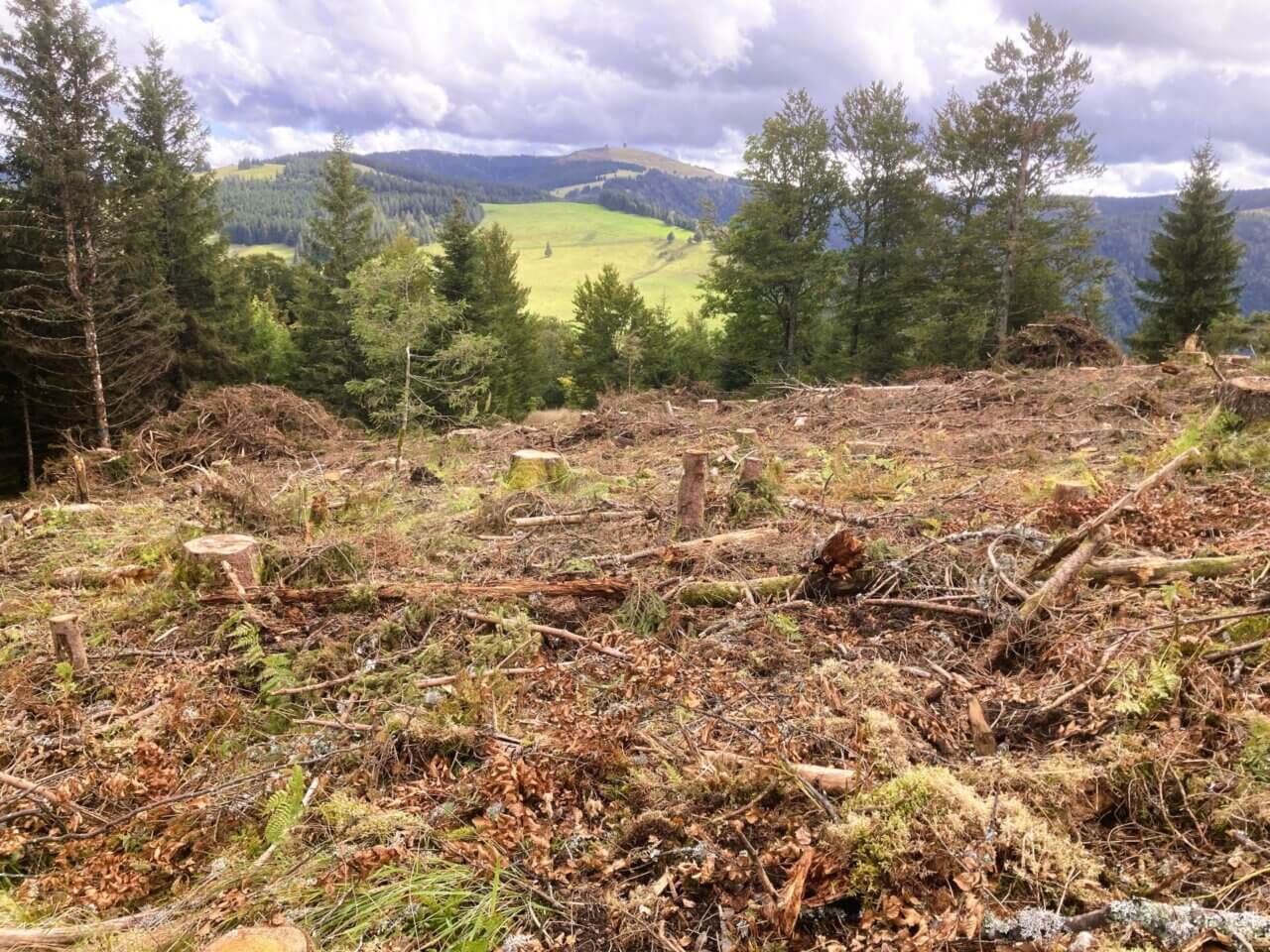 Oberried / Erlenbacher Höhe