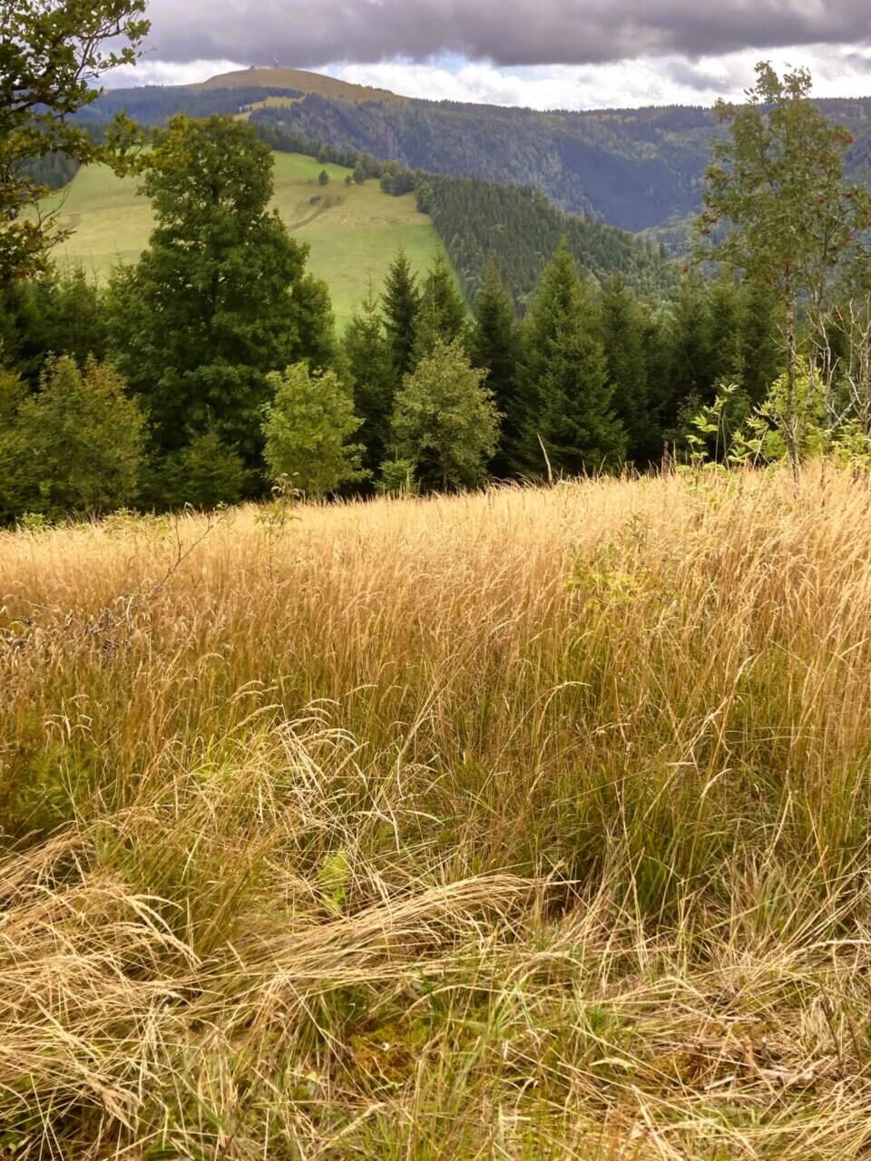 Oberried / Erlenbacher Höhe