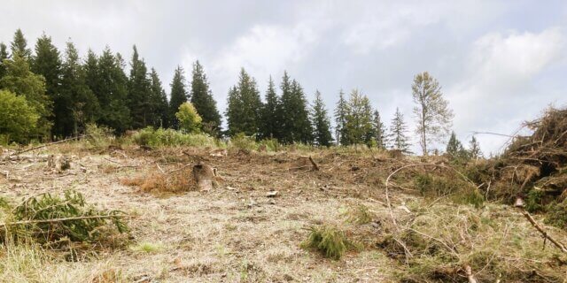 Oberried / Erlenbacher Höhe