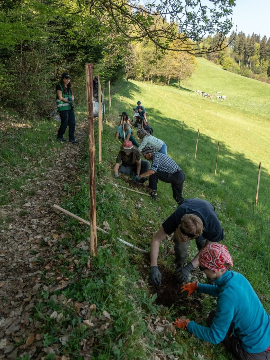 Jedes Team hat eine vorbereitete Pflanzreihe