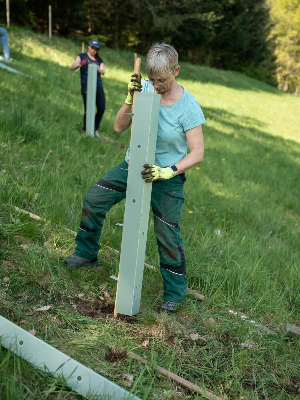 Vorsichtig wird die Schutzhülle über die Pflanze gestülpt