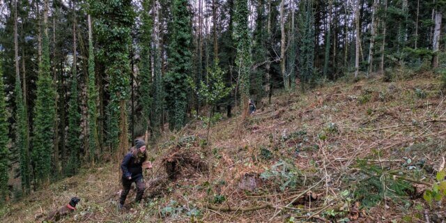 Buchenbach-Wickenwald