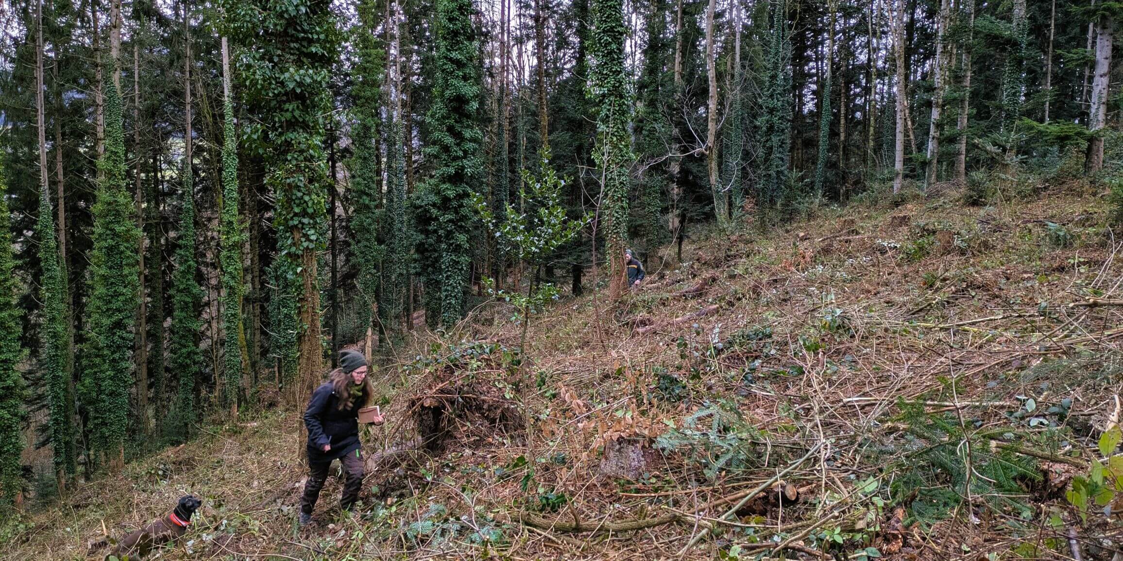 Buchenbach-Wickenwald