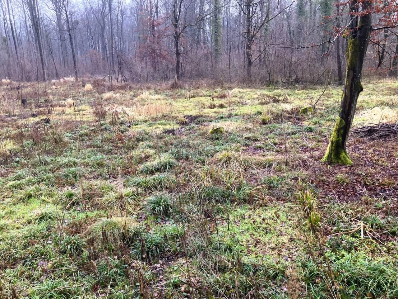 Karlsruhe - Rheinauen