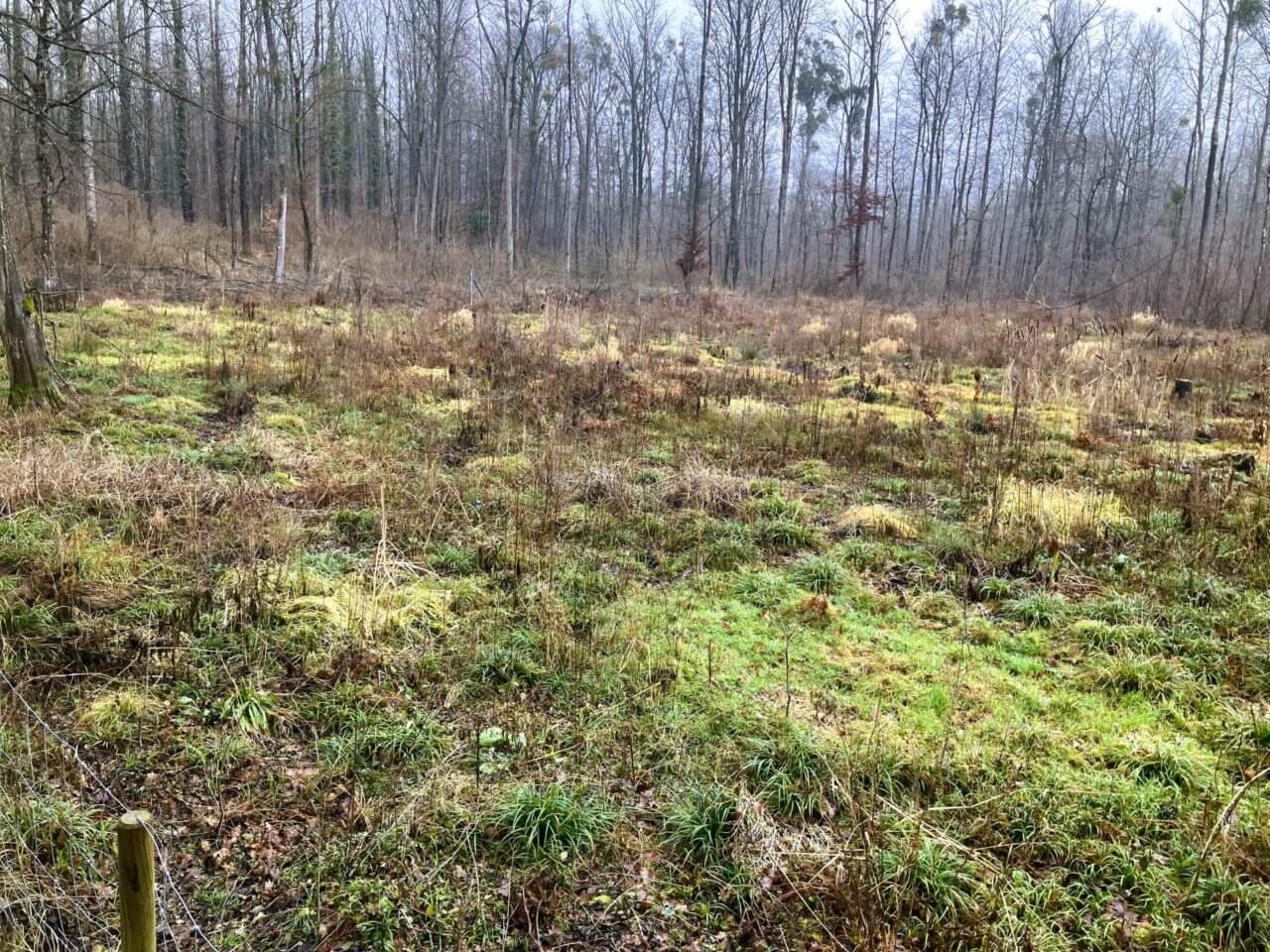 Karlsruhe - Rheinauen