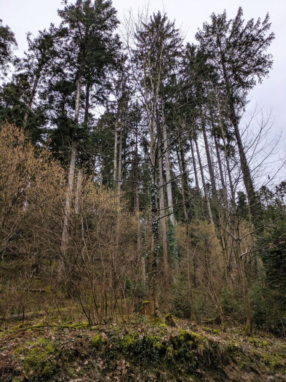 Tannenrestbestand  und Verbuschung