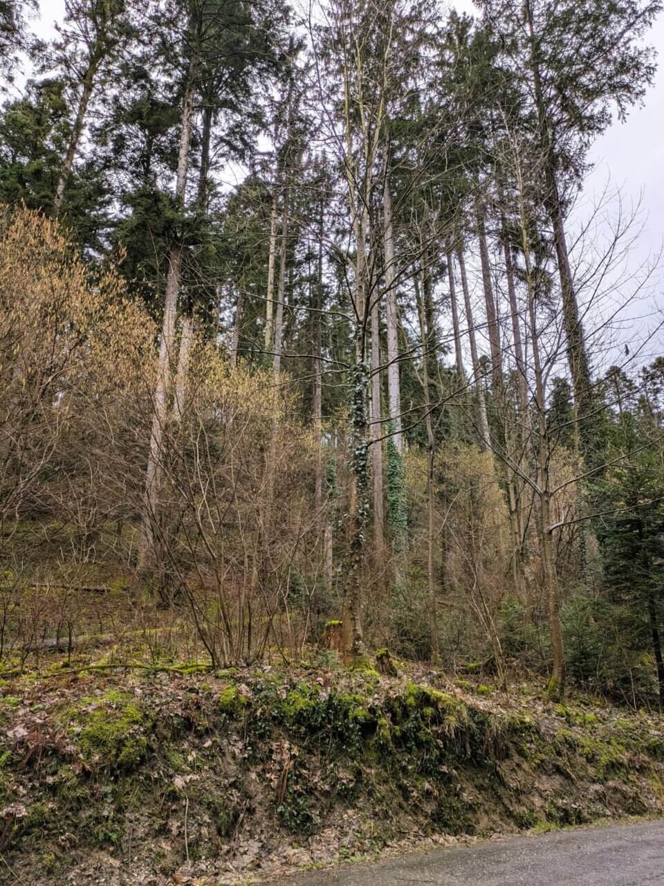 Tannenrestbestand  und Verbuschung