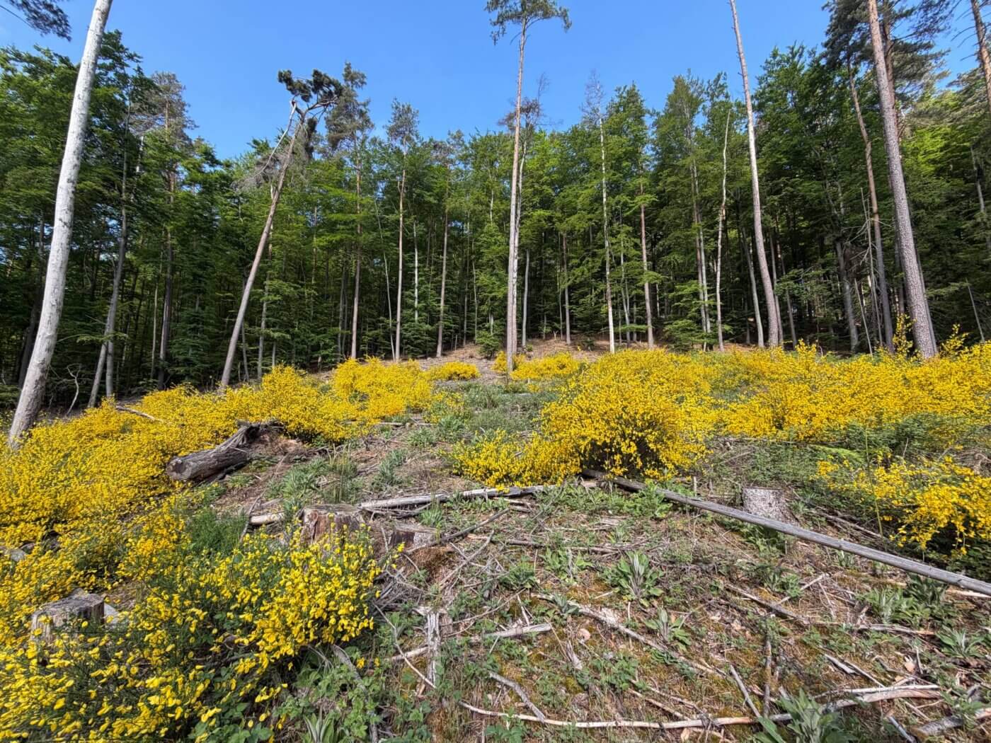 Der Ginster soll erhalten bleiben