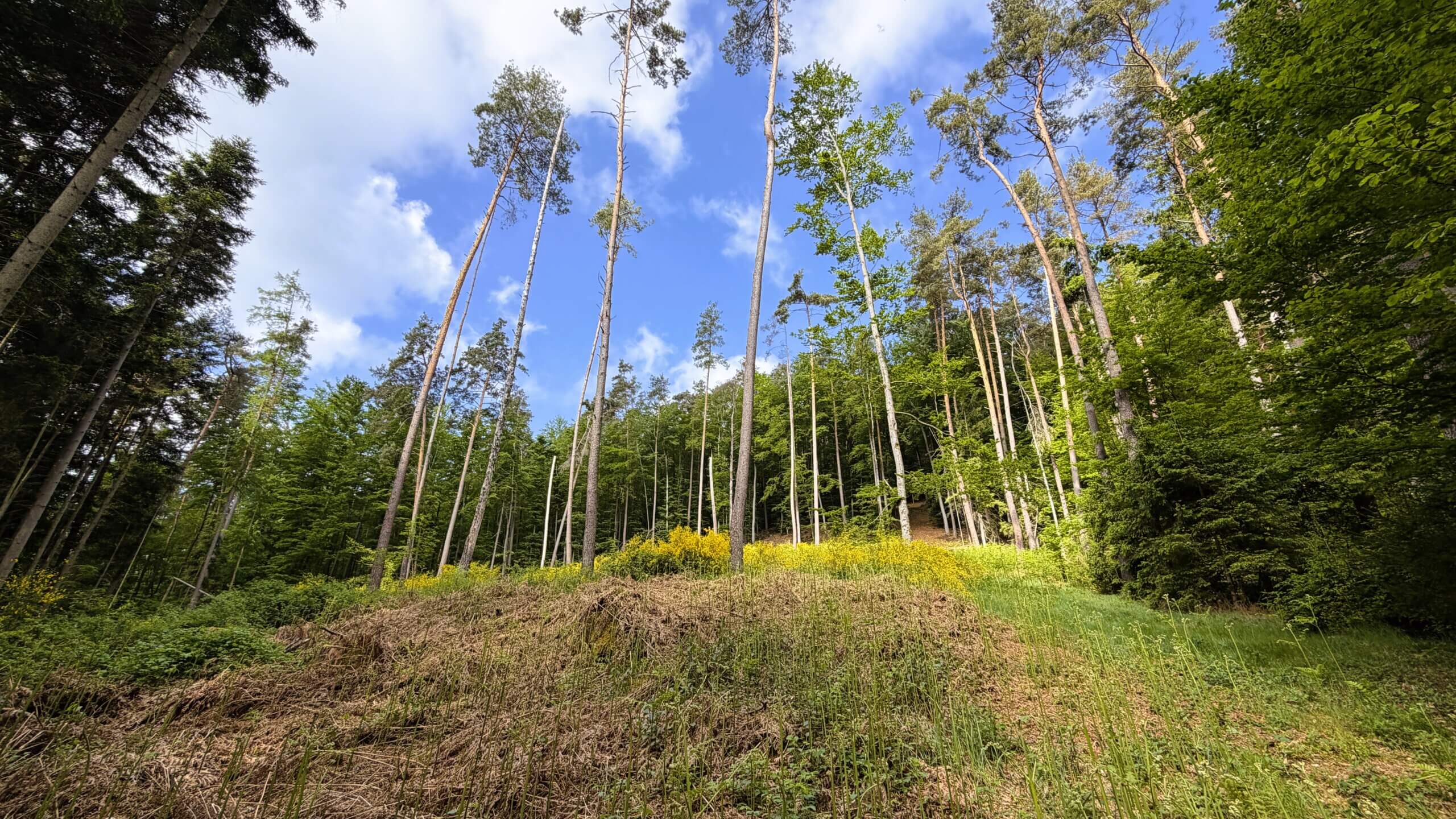 Hochspeyer