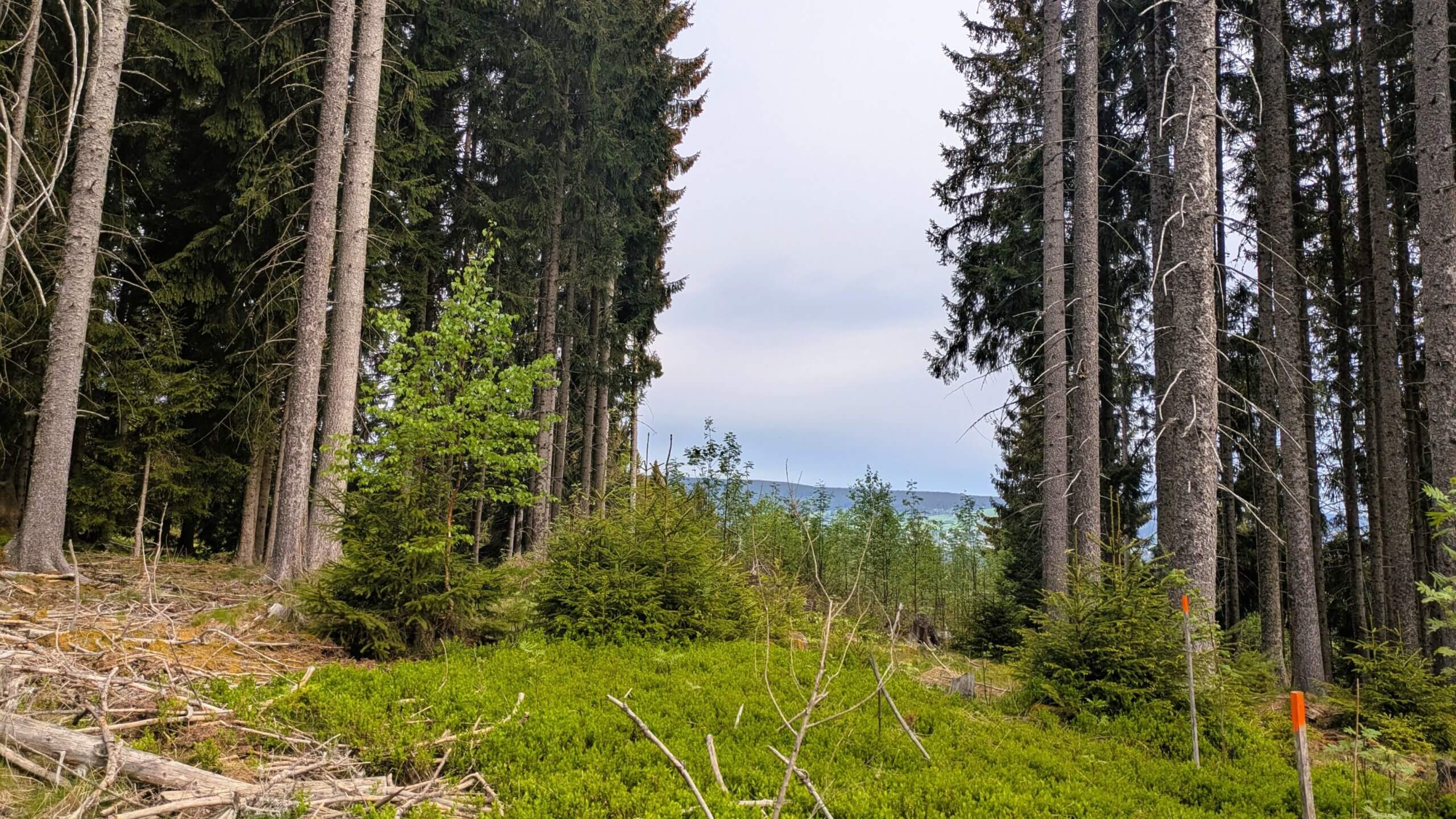 Lenzkirch-Grünwald