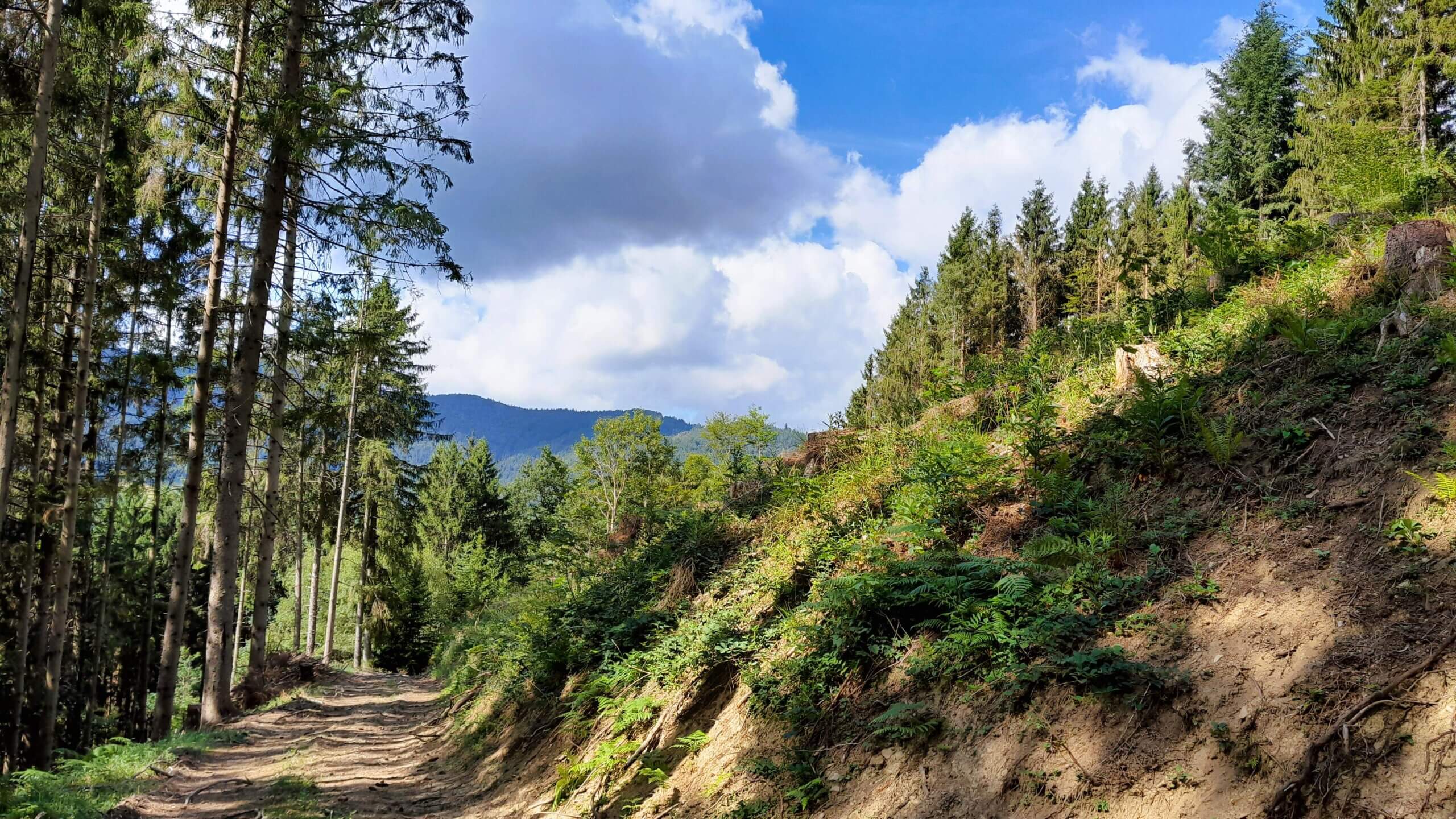 Elzach-Yach