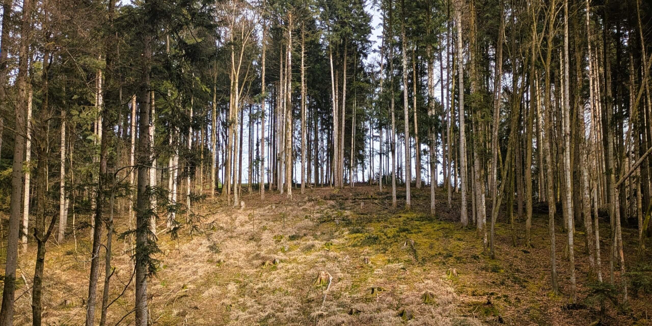 Waldkirch IV